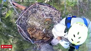 R6 Takes a quotRidequot Banding RetrievalReturn Wildlife Rescue of Dade Nest of Ron Rose amp R6 217 [upl. by Fernanda]