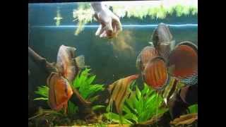 Wild Discus e Altum Orinoco [upl. by Ariahs]