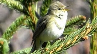 Gesang des Zilpzalp  Chiffchaff  Vogelstimmen Ruf Singvögel [upl. by Nodnahs]