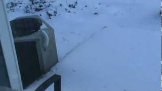 Cute little white ermine weasel Jan 31 2012MPG [upl. by Aihsenrad]