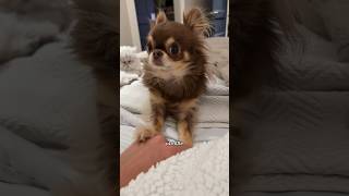 Needy Chihuahua Problems 😅🚩 pleasepleaseplease chihuahuaoftheday smalldog [upl. by Nepets]