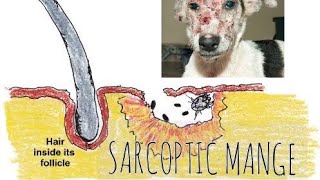 Sarcoptic Mange in dogs Sarcoptic scabiei SymptomsTreatment How to Prevent  Galis aso [upl. by Ethelstan]