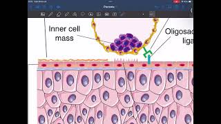 Desarrollo de la placenta [upl. by Sparkie]