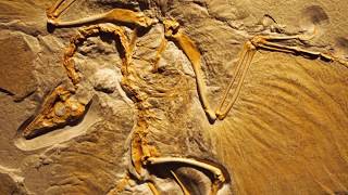 Debunking Transitional Fossils Archaeopteryx amp Tiktaalik [upl. by Nnylaj]