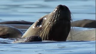 Orcas Attack Sea lion  Natures Great Events  BBC Earth [upl. by Ahpla]