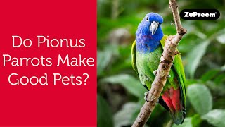 Do Pionus Parrots Make Good Pets  Tips for Bird Owners [upl. by Odnamla]