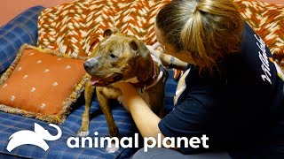 The Inspiring Rescue Story of Cairo the Beloved Dog  Pit Bulls and Parolees  Animal Planet [upl. by Dnalram801]