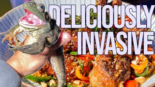 DELICIOUSLY INVASIVE Eps 7  Bull Frogs in California [upl. by Assilanna]