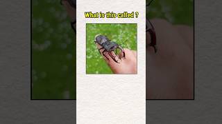 Insects in 🇬🇧 English shorts english vocabulary [upl. by Yeung550]