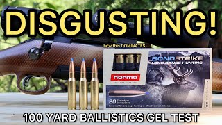 308 Winchester Norma Bondstrike Ballistics Gel Ammo Test [upl. by Kihtrak]