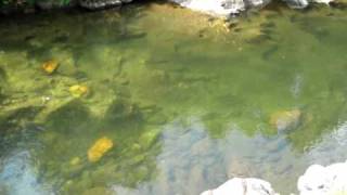 Swimming Hole above Carolina Hemlocks [upl. by Alika]