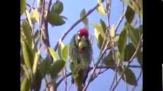 Birds of Doi Inthanon National Park Thailand part 2 [upl. by Marilee]