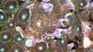 the best ways to get rid of majano anemone [upl. by Ubana]