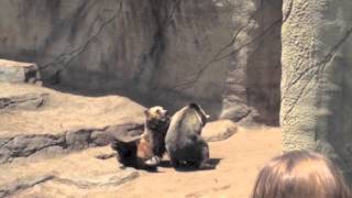 Grizzly bears Cody and Cooper battle at Cleveland Zoo 5262013 [upl. by Nikral]