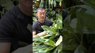 Easy Bromeliad General Care Tips  Vriesia ospinae var gruberi [upl. by Elatia287]