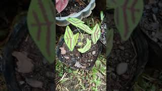 Christia obcordata  Swallow tail  Butterfly Plant  Marigold TV [upl. by Dorraj47]