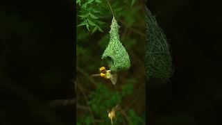 Weaver Bird weaverbird bayaweaver birds birdsounds nature bird shorts [upl. by Bornie861]