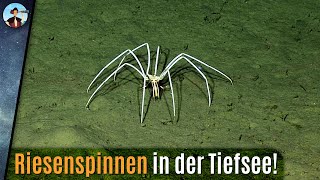 Gigantische Spinnen in der Tiefsee Wie groß werden sie [upl. by Chally560]