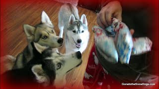 Husky Puppies FIRST Christmas 🎄 Dogs Opening Christmas Presents [upl. by Neelra]