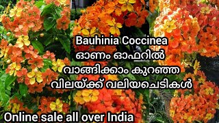 പൂക്കളുടെ വസന്തം ഒരുക്കുന്ന മനോഹരമായBauhinia Coccinea plantsകെയർ and പ്രൊപഗേഷൻ അറിയേണ്ടതെല്ലാം [upl. by Airdnaz]