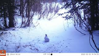 A Snowshoe Hare in Winter [upl. by Oidgime]