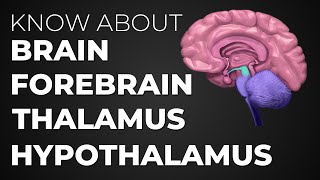 Learn About Brain  Forebrain  Thalamus  Hypothalamus [upl. by Bristow287]