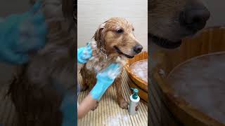 It’s so worryfree to give Zhuanzhuan a bath and she won’t move Bathing dogs golden retrievers [upl. by Nosnorb]