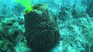 Sponges of the Caribbean What ecological factors most affect them [upl. by Sibbie312]