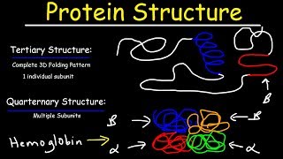 Protein Structure  Primary Secondary Tertiary amp Quarternary  Biology [upl. by Nations]