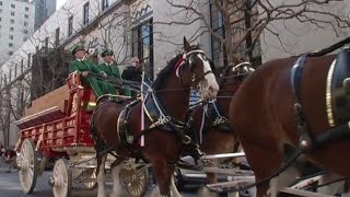 Budweiser Clydesdales hoof it through downtown San Francisco [upl. by Lucita]