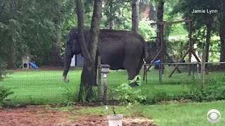 Elephant escapes from circus roams Wisconsin neighborhood [upl. by Yanal998]