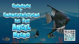 🐟 CUIDADOS y CARACTERÍSTICAS del PEZ ANGEL NEGRO 🐠🌿 peces aguadulceescalar [upl. by Ettennil]