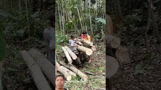 How to cut and move giant timber from the forest to the highway quickly [upl. by Niknar970]