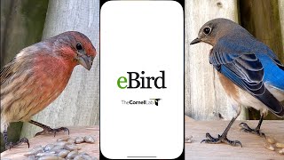 Master the eBird App A StepbyStep Guide to Tracking Birds on Your Phone [upl. by Hoxie]