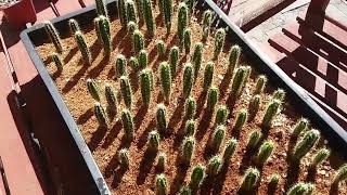 Growing Cactus from seed 6 month old Pilosocereus seedlings [upl. by Debera]