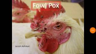 Fowl Pox PDF [upl. by Nieberg]