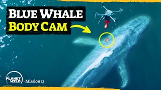 How we are revolutionizing whale research [upl. by Olimpia]