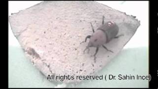 Red Palm Weevil Egg laying behavior [upl. by Hagi409]