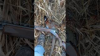 Pheasant Hunting Pt II pheasanthunting pheasant pheasants pheasant [upl. by Cottle]