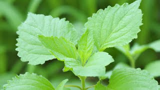 Patchouli Plant [upl. by Klina]