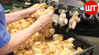 Chicken Hatchery Technology  Inside Modern Chickens Farm [upl. by Nitz]