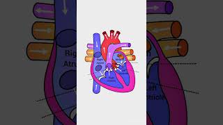 Anatomy Of Heart anatomy humananatomy biology humanbody humanheart [upl. by Florencia]