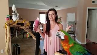 Ever done this with your parrots feathers  PARRONT TIP TUESDAY [upl. by Adnical]