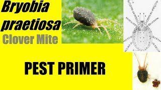 Bryobia praetiosa Clover Mite PestPrimer [upl. by Schalles]