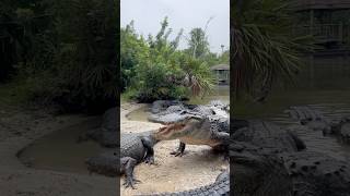 Feeding 2 Alligators at Once shorts alligators alligators [upl. by Alleinad]