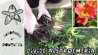 3 Tips for Dividing Alstroemeria Peruvian Lilies  Quick amp Easy Guide [upl. by Nadnarb]