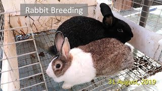 Rabbit Breeding [upl. by Acireh688]