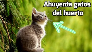 Como AHUYENTAR GATOS en el Huerto de manera rápida fácil y eficaz 🐱 Plantas sanas [upl. by Allertse648]