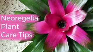 Neoregelia Plant Care Tips The Bromeliad With The Striking Foliage  Joy Us Garden [upl. by Toft]