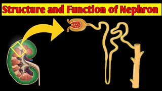 Structure amp Function of NEPHRON  Structure of NEPHRON In UrduHindi [upl. by Enillebyam]